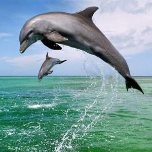 Meet your Posher, Suzanne